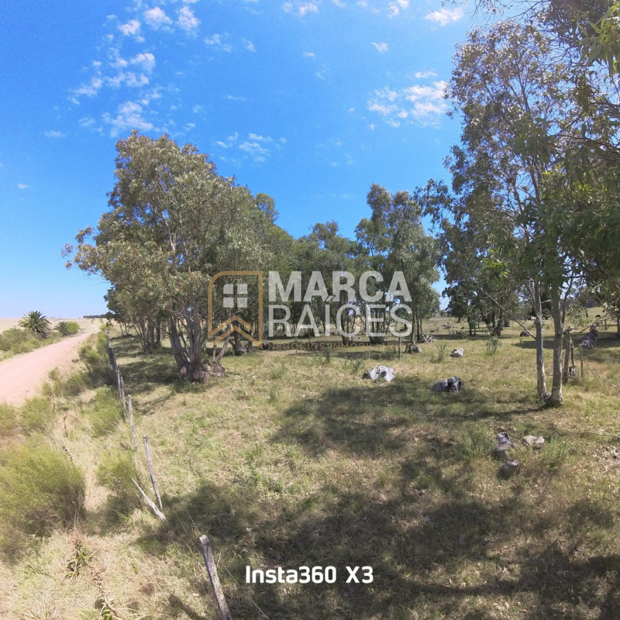 Campo Ref.1825 - Venta Establecimiento Productivo 135has Capilla del Sauce Departamento de Florida