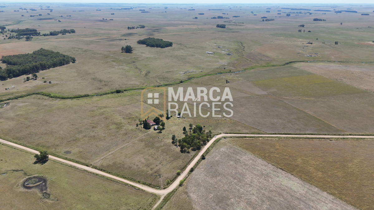 Campo Ref.1825 - Venta Establecimiento Productivo 135has Capilla del Sauce Departamento de Florida