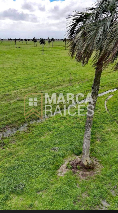 Campo Ref.1195 - Venta Campo Fraccionado Posibilidad de Dividir Rincón Bravo, Río San Luis Rocha Uruguay