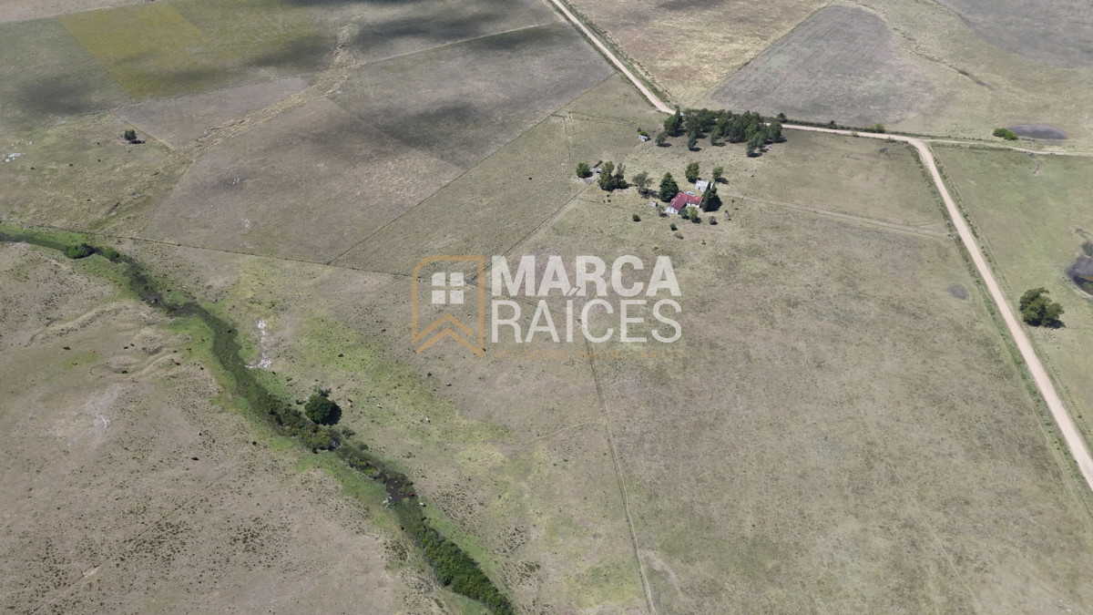 Campo Ref.1825 - Venta Establecimiento Productivo 135has Capilla del Sauce Departamento de Florida