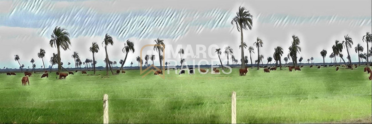 Campo Ref.1195 - Venta Campo Fraccionado Posibilidad de Dividir Rincón Bravo, Río San Luis Rocha Uruguay