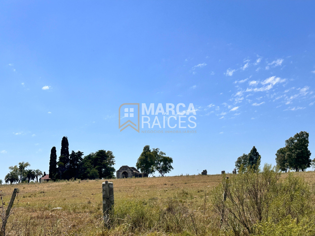 Campo Ref.1825 - Venta Establecimiento Productivo 135has Capilla del Sauce Departamento de Florida