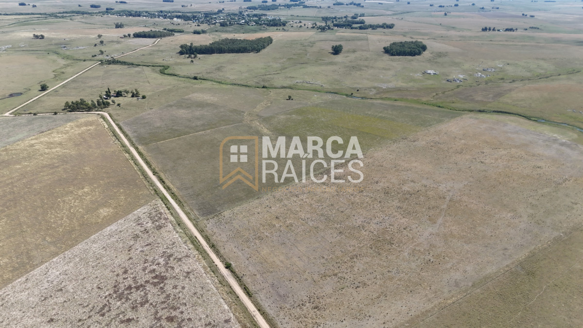 Campo Ref.1825 - Venta Establecimiento Productivo 135has Capilla del Sauce Departamento de Florida