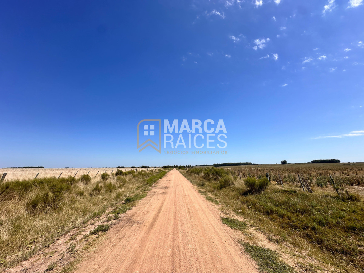 Campo Ref.1825 - Venta Establecimiento Productivo 135has Capilla del Sauce Departamento de Florida