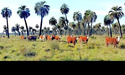 Venta Campo Fraccionado Posibilidad de Dividir Rincón Bravo, Río San Luis Rocha Uruguay