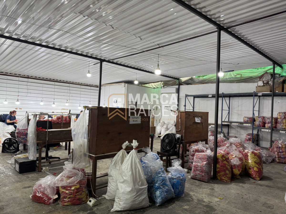 Local Comercial ID.1681 - Alquiler Local Depósito Oficina Batlle Berres Belvedere  Nuevo París Montevideo