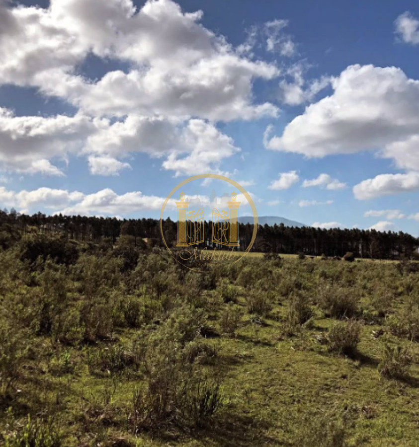 Chacra ID.982 - VENDO CHACRA, 10 HECTAREAS Y MEDIA, TAJAMAR, CAMINO DE LAS LECHUZAS, MALDONADO.