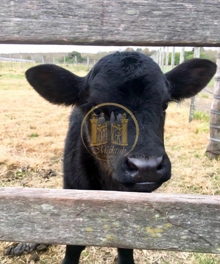 Campo Ref.63 - VENTA CAMPO 1500 HECTAREAS