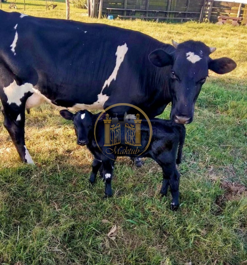 Campo Ref.63 - VENTA CAMPO 1500 HECTAREAS