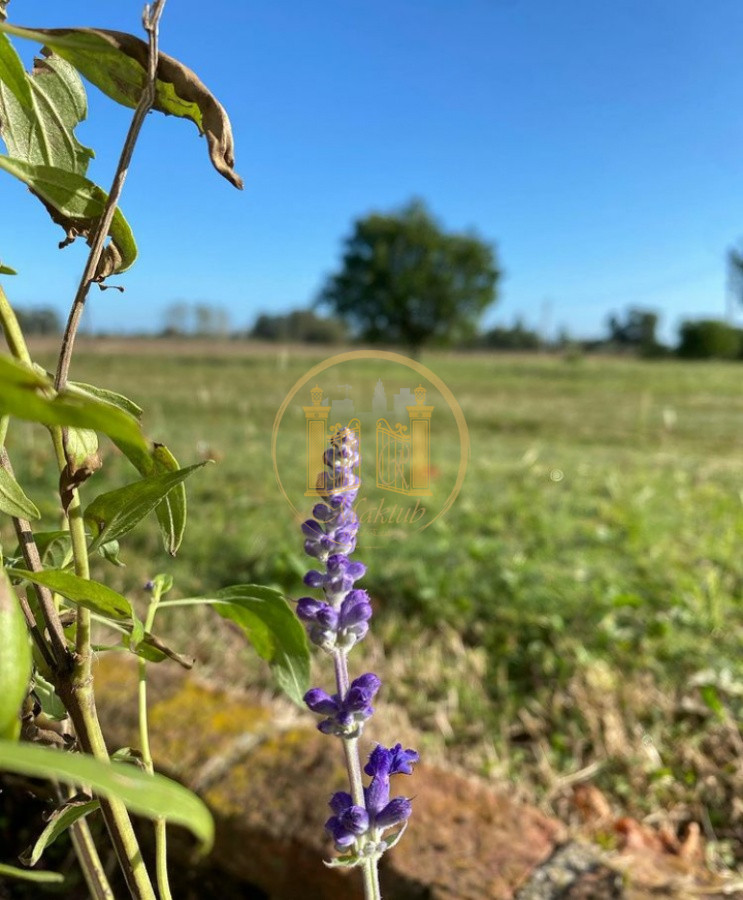 Campo Ref.63 - VENTA CAMPO 1500 HECTAREAS