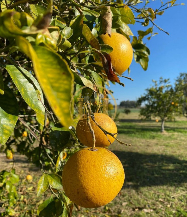 Campo Ref.63 - VENTA CAMPO 1500 HECTAREAS