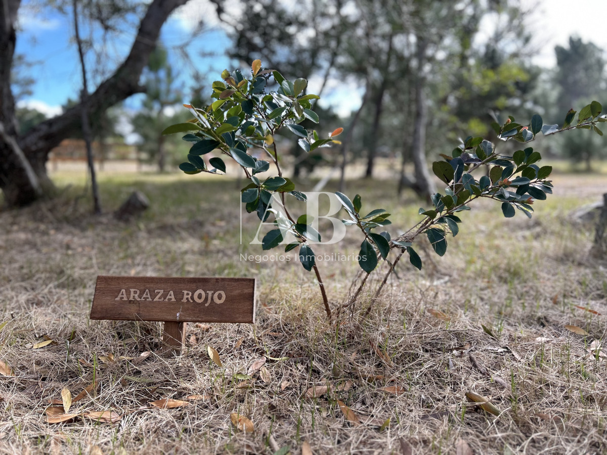 Terreno ID.75 - Raíces - Solares financiados a 200m Playa LaViuda 