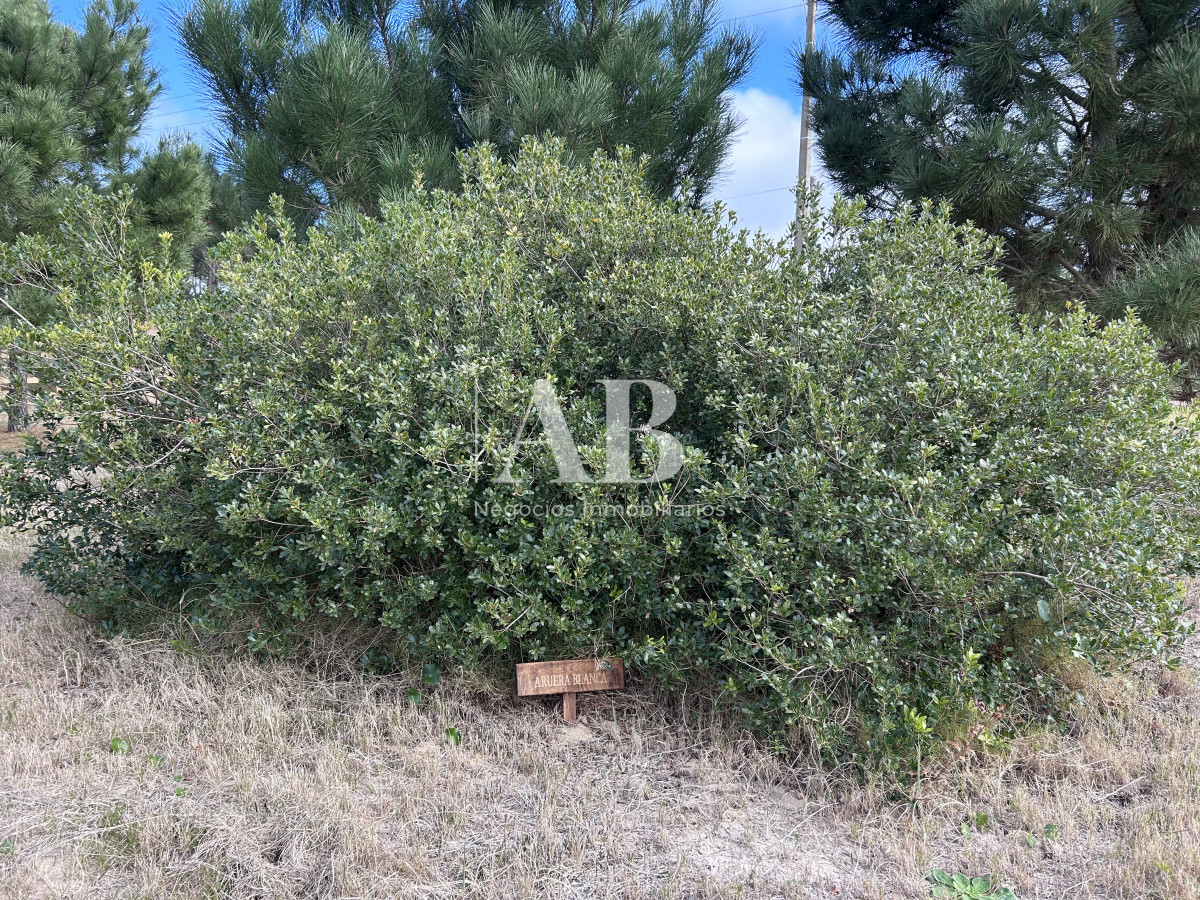 Terreno ID.75 - Raíces - Solares financiados a 200m Playa LaViuda 