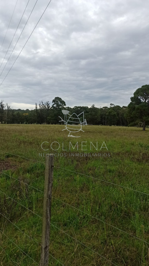 Camino Lussich - GoPunta - Portal Inmobiliario de Punta del Este - Maldonado