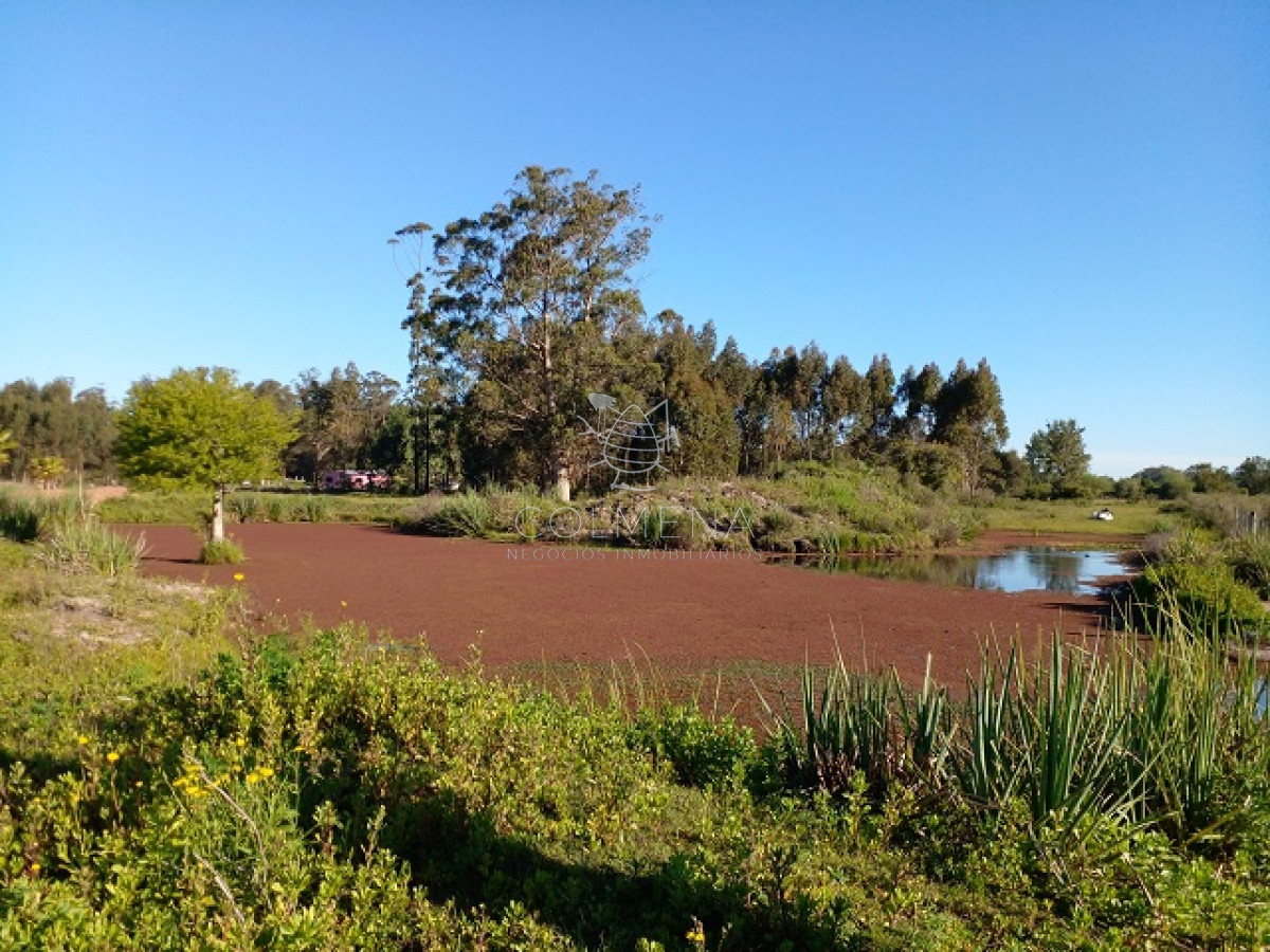 La Pataia - GoPunta - Portal Inmobiliario de Punta del Este - Maldonado