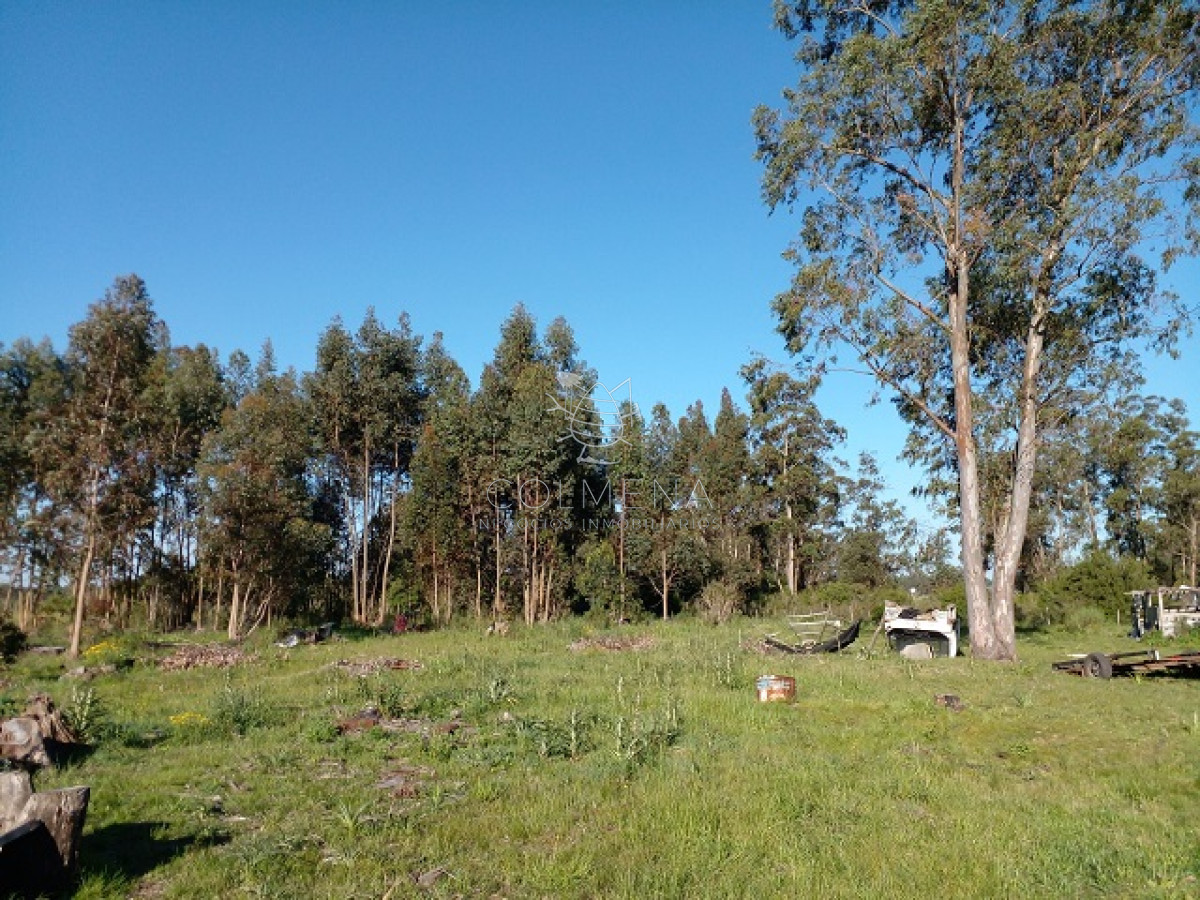 La Pataia - GoPunta - Portal Inmobiliario de Punta del Este - Maldonado