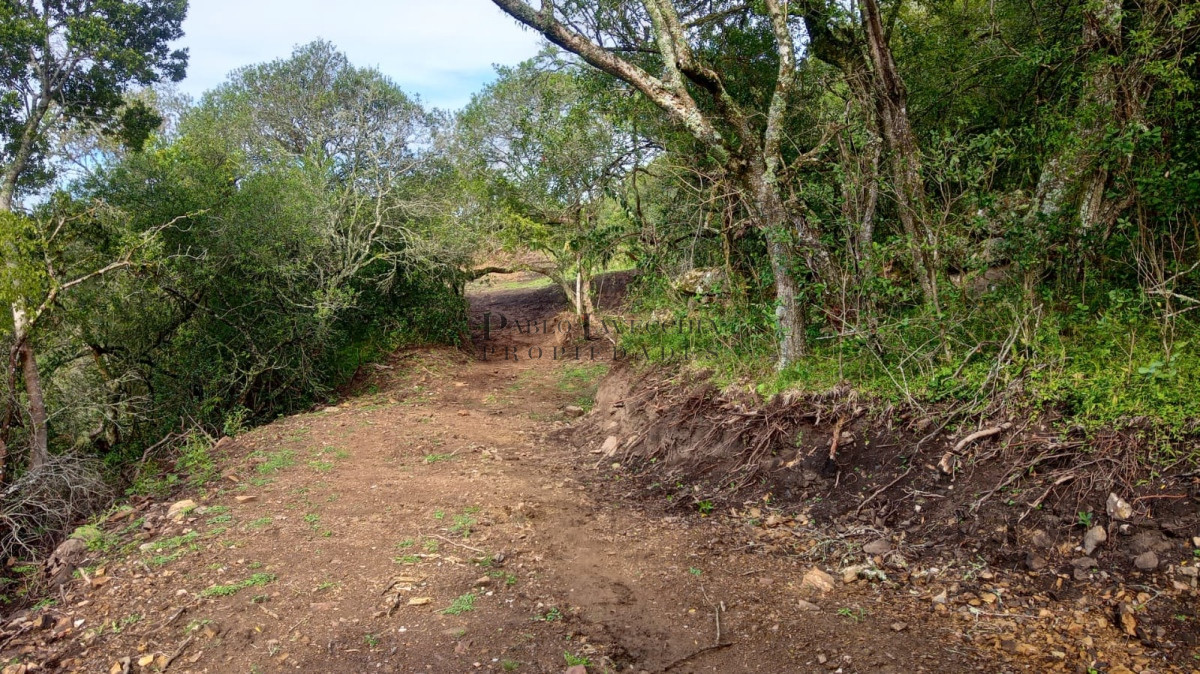 Chacra ID.154 - Excelente chacra de campo quebrado, cañada y árboles autóctonos