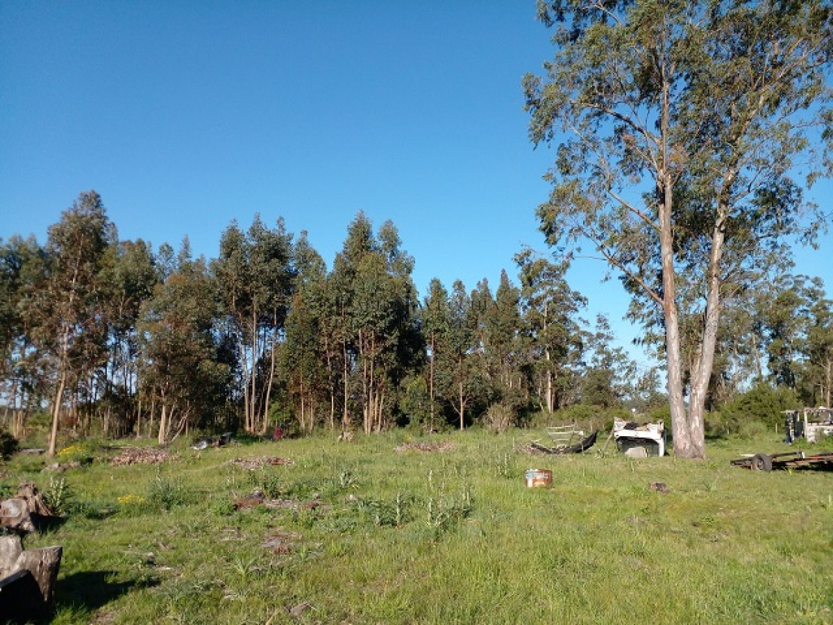 Chacra ID.9 - Chacra en La Pataia con mejoras