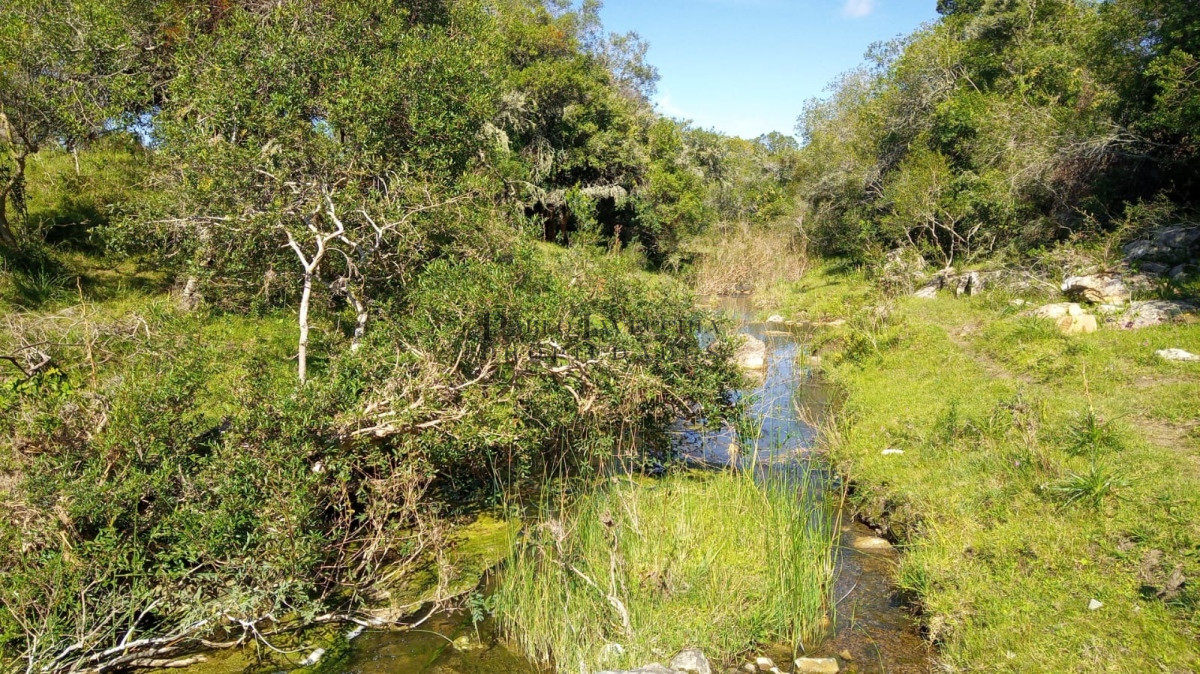 Chacra ID.154 - Excelente chacra de campo quebrado, cañada y árboles autóctonos