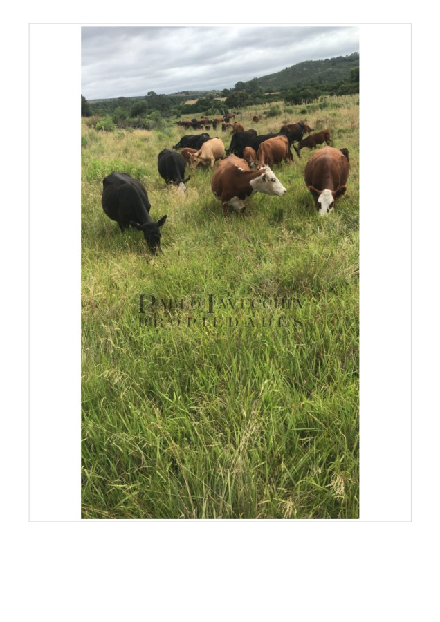 Campo Ref.197 - Campo ganadero