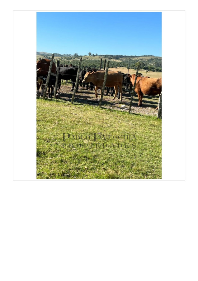 Campo Ref.197 - Campo ganadero