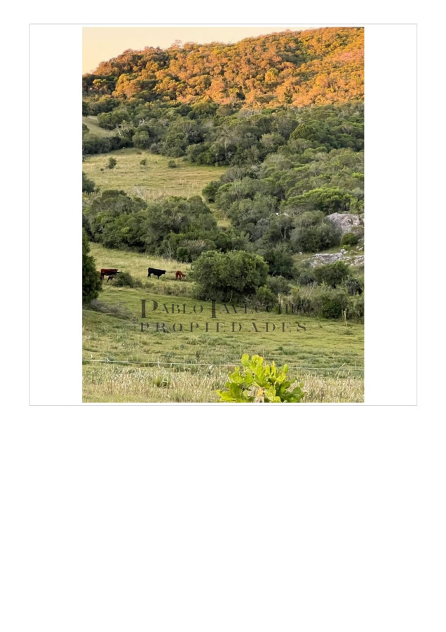 Campo Ref.197 - Campo ganadero