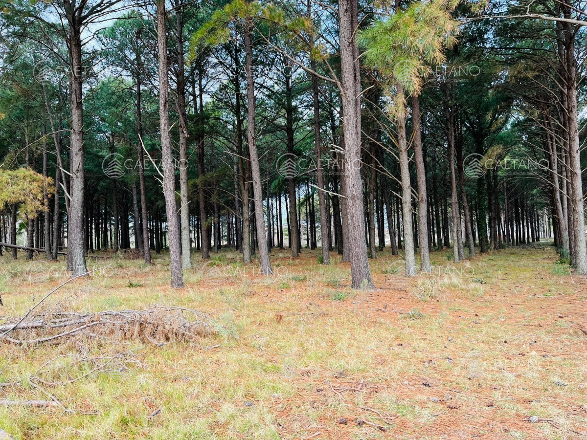 Pinares - GoPunta - Portal Inmobiliario de Punta del Este - Maldonado