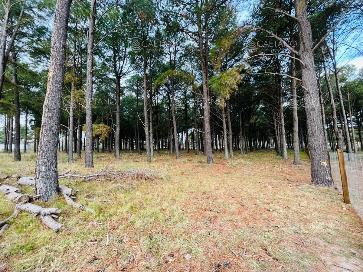 Pinares - GoPunta - Portal Inmobiliario de Punta del Este - Maldonado