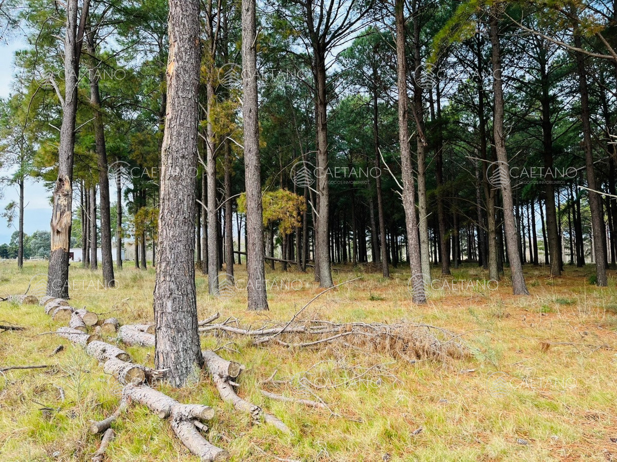 Pinares - GoPunta - Portal Inmobiliario de Punta del Este - Maldonado