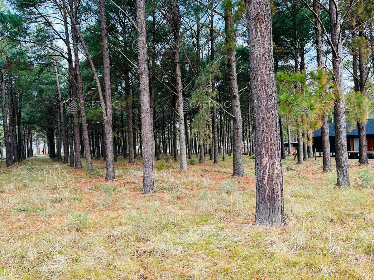 Pinares - GoPunta - Portal Inmobiliario de Punta del Este - Maldonado