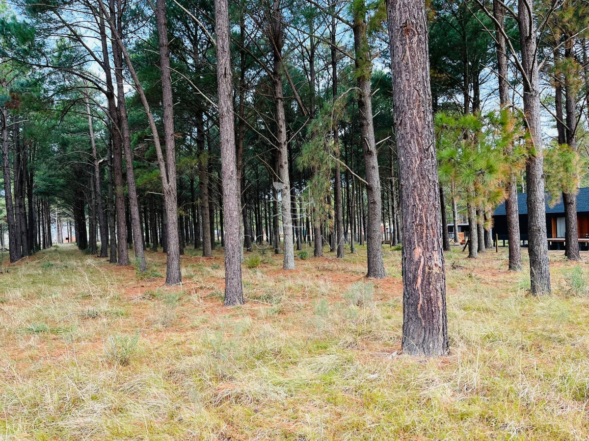 Pinares - GoPunta - Portal Inmobiliario de Punta del Este - Maldonado