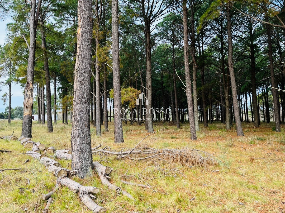 Pinares - GoPunta - Portal Inmobiliario de Punta del Este - Maldonado