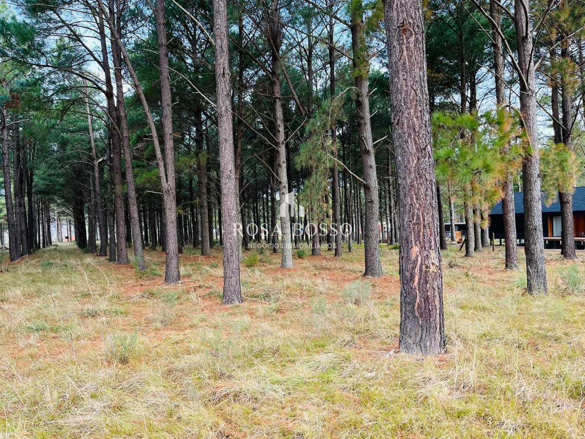 Pinares - GoPunta - Portal Inmobiliario de Punta del Este - Maldonado