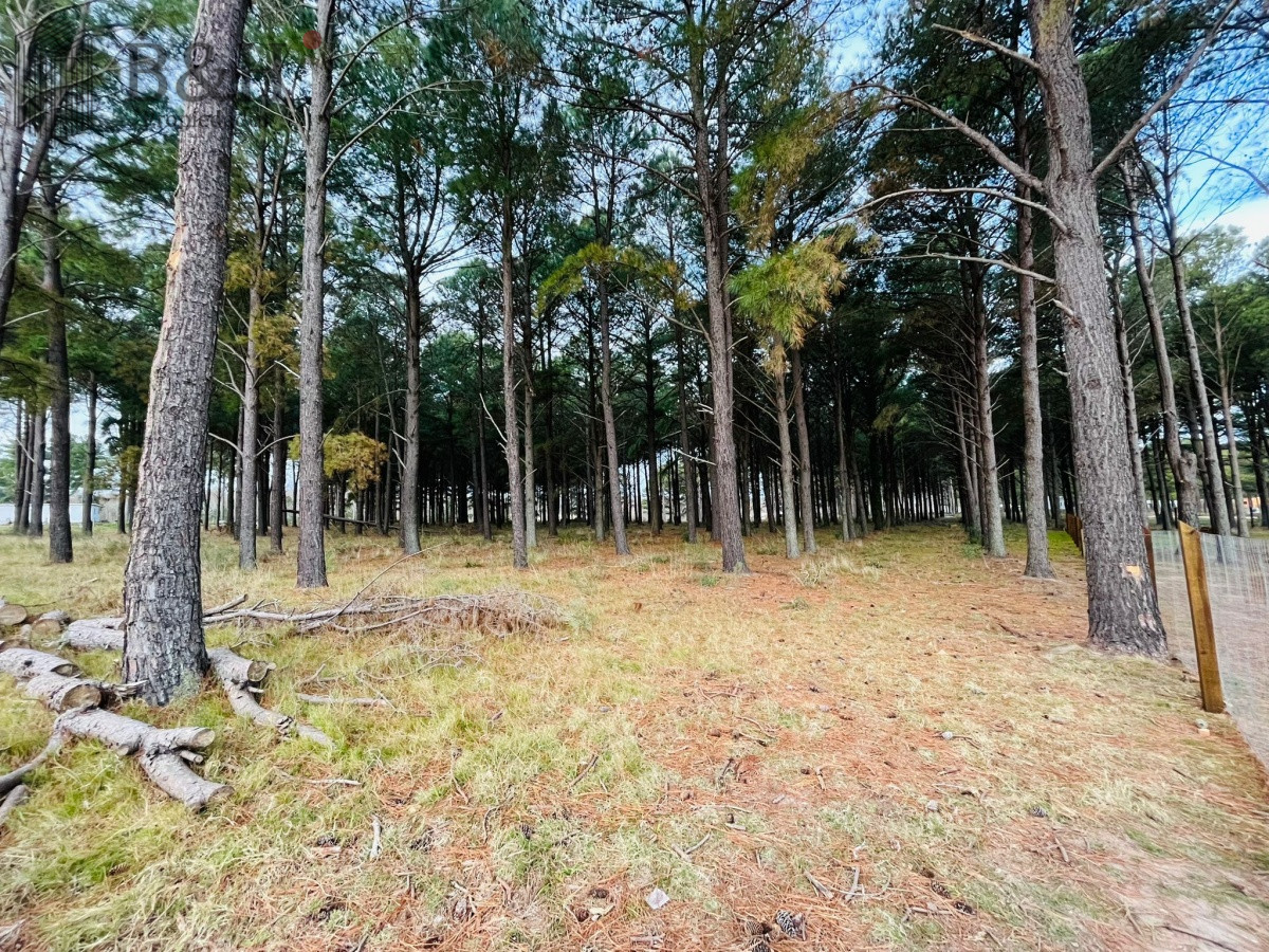 Pinares - GoPunta - Portal Inmobiliario de Punta del Este - Maldonado