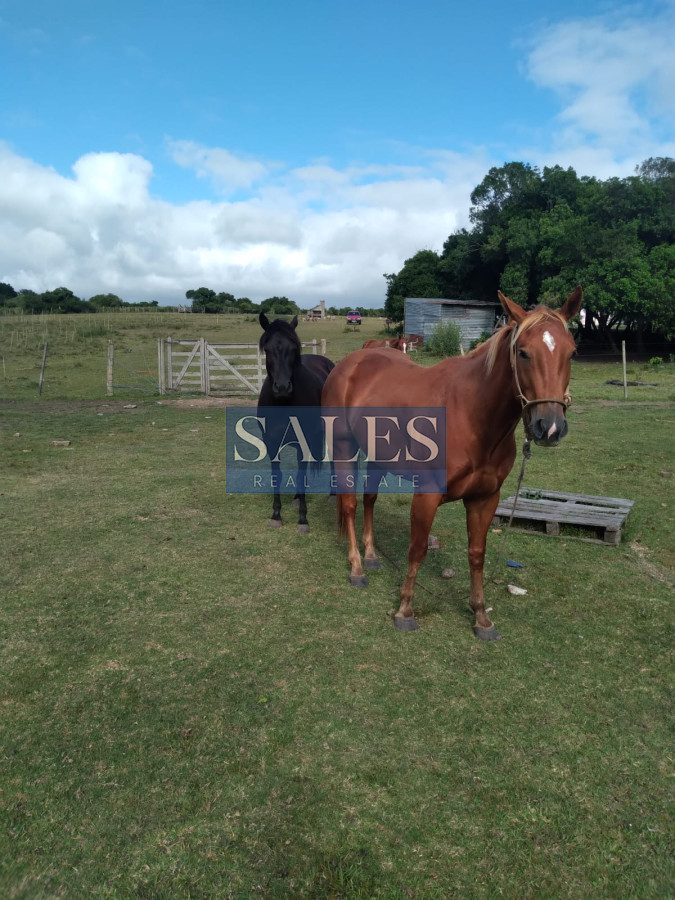 Chacra ID.1301 - Chacra de 8 has. en venta Pan de Azúcar. Maldonado.