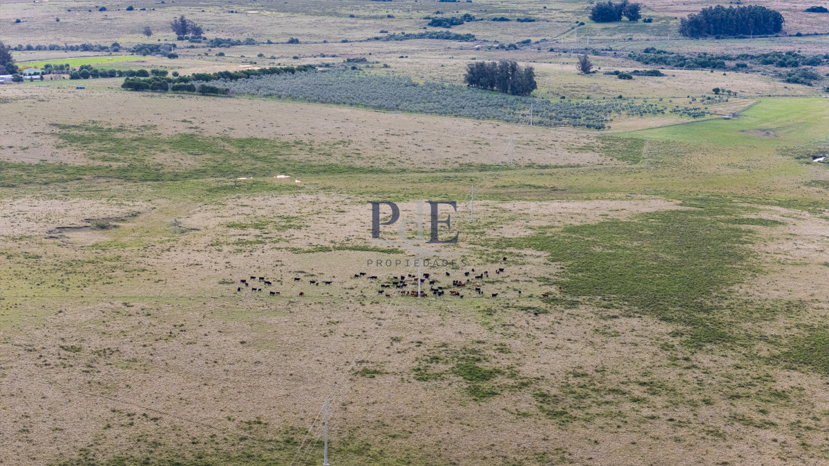 Venta campo 120 hectáreas, Garzón , Maldonado  - Imagen 9