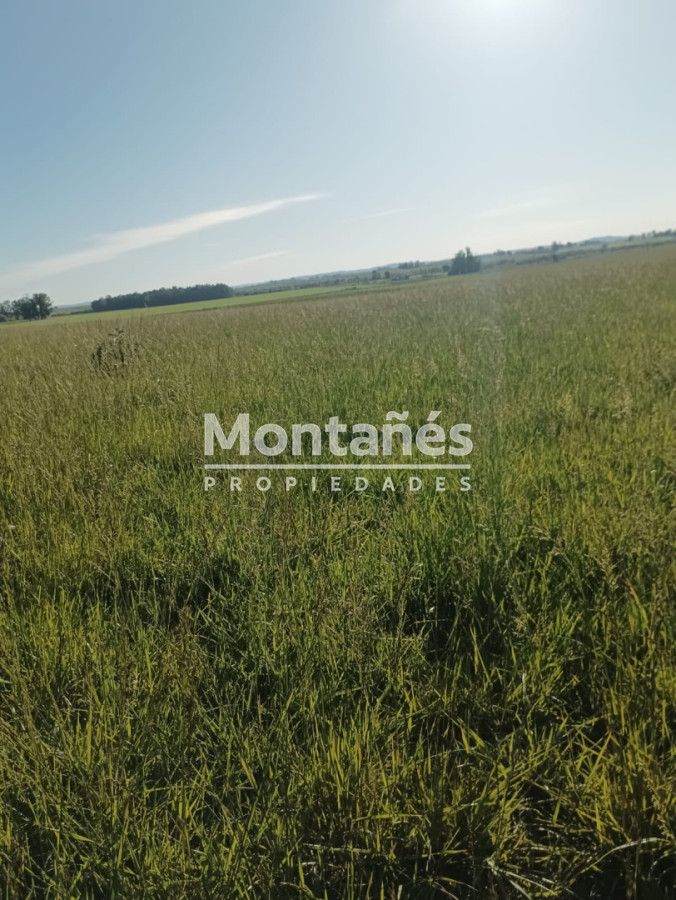 Campo Ref.10562 - VENTA 110 hectáreas estratégicas en Maldonado - Aiguá