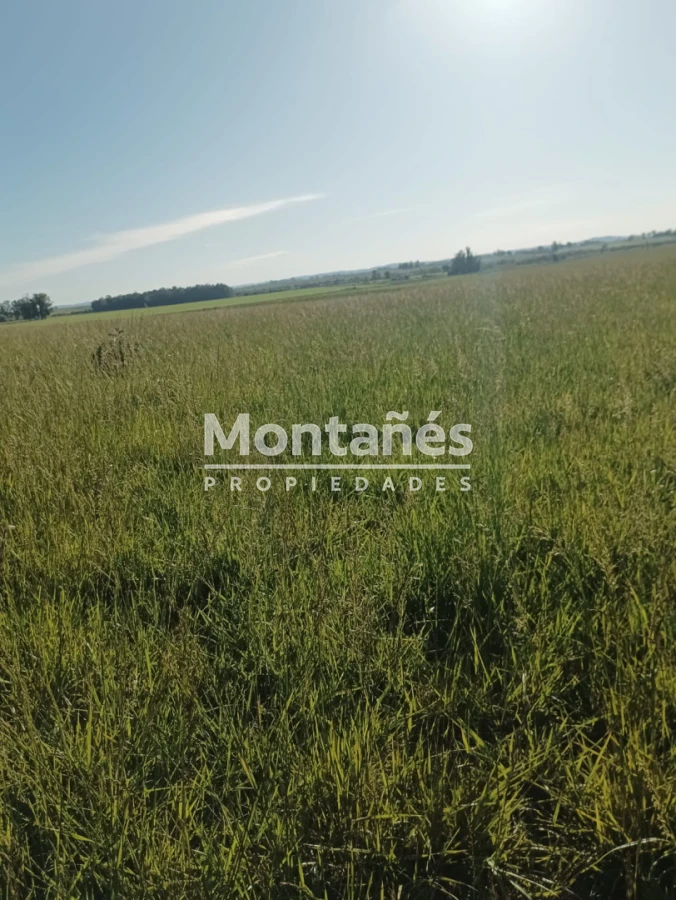Campo Ref.10562 - VENTA 110 hectáreas estratégicas en Maldonado - Aiguá