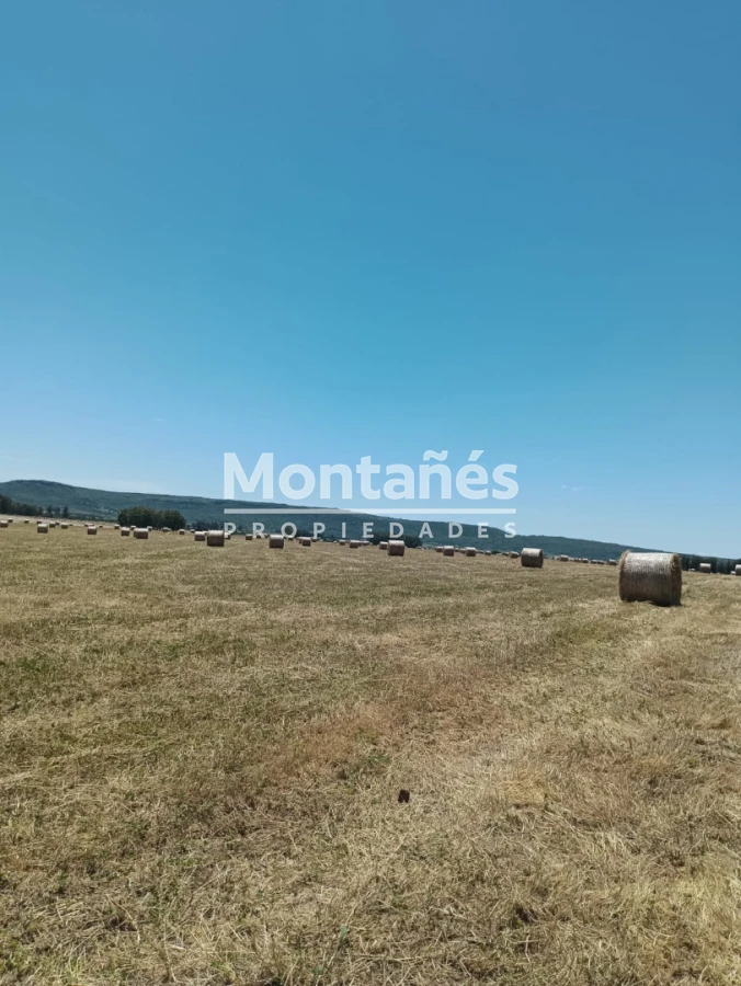 Campo Ref.10562 - VENTA 110 hectáreas estratégicas en Maldonado - Aiguá