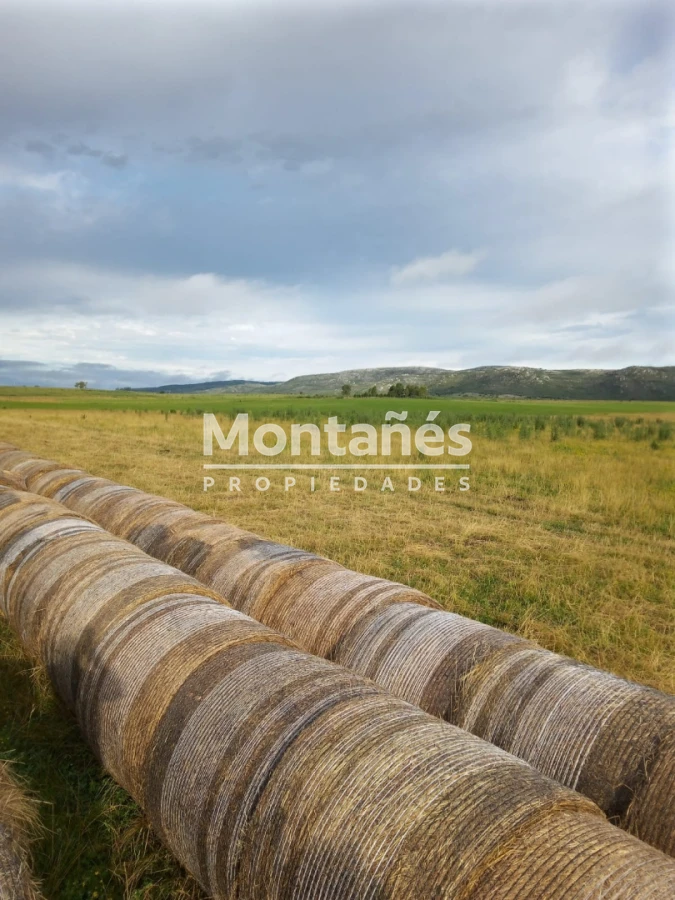 Campo Ref.10562 - VENTA 110 hectáreas estratégicas en Maldonado - Aiguá