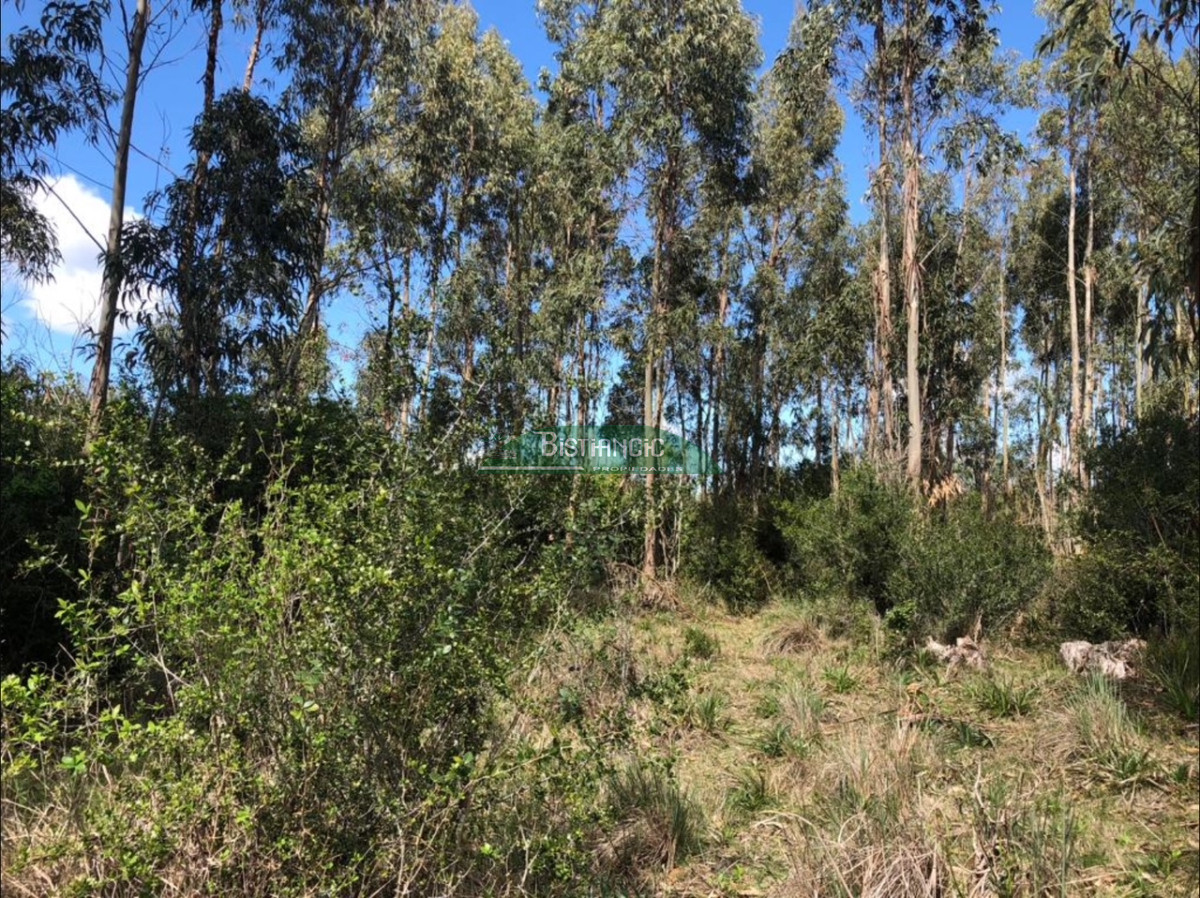 Campo Ref.2935 - 24 hect sobre Ruta 9, paraje José Ignacio, buen campo, ideal emprendimiento. Consulte