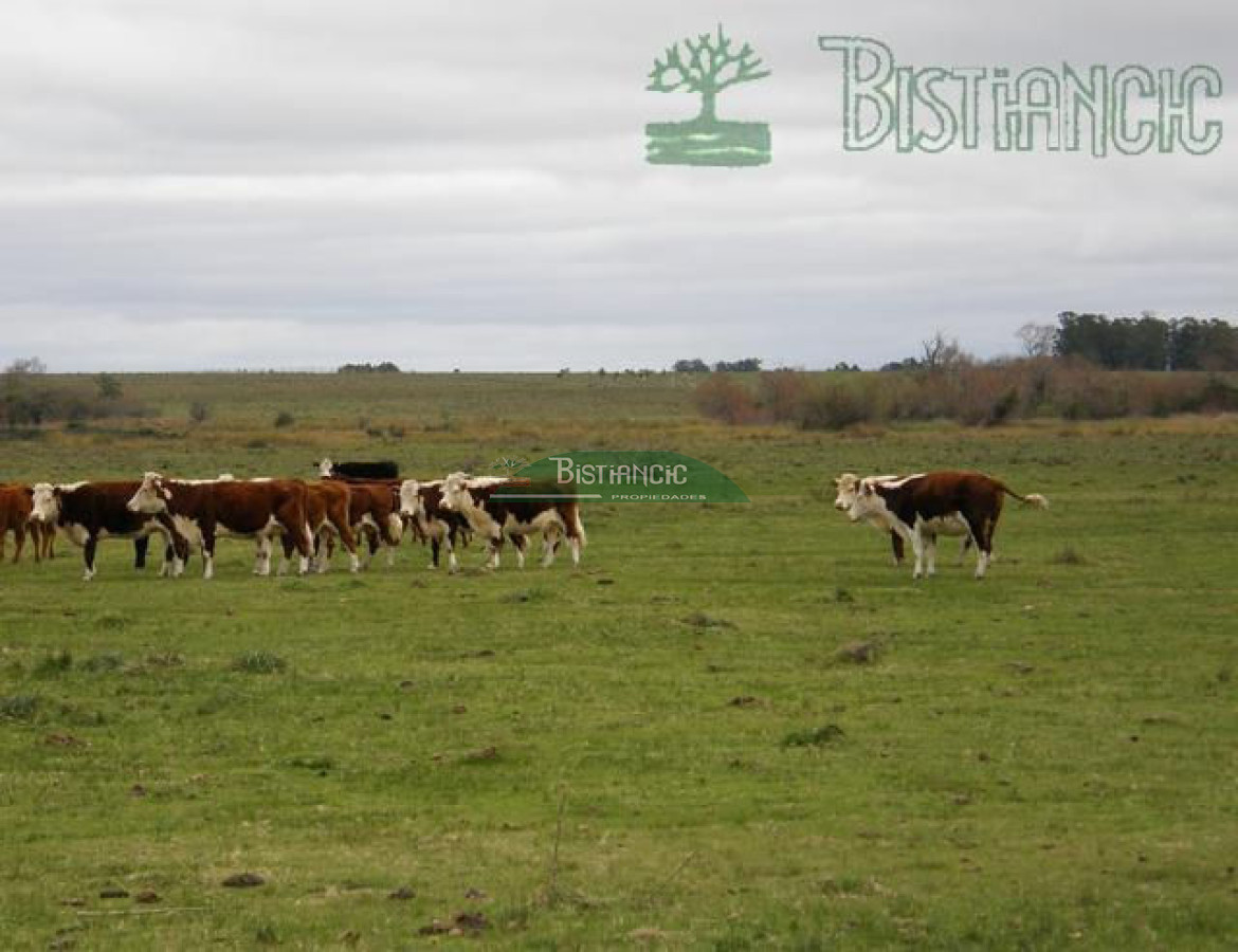 Campo Ref.2827 - Campo en , 