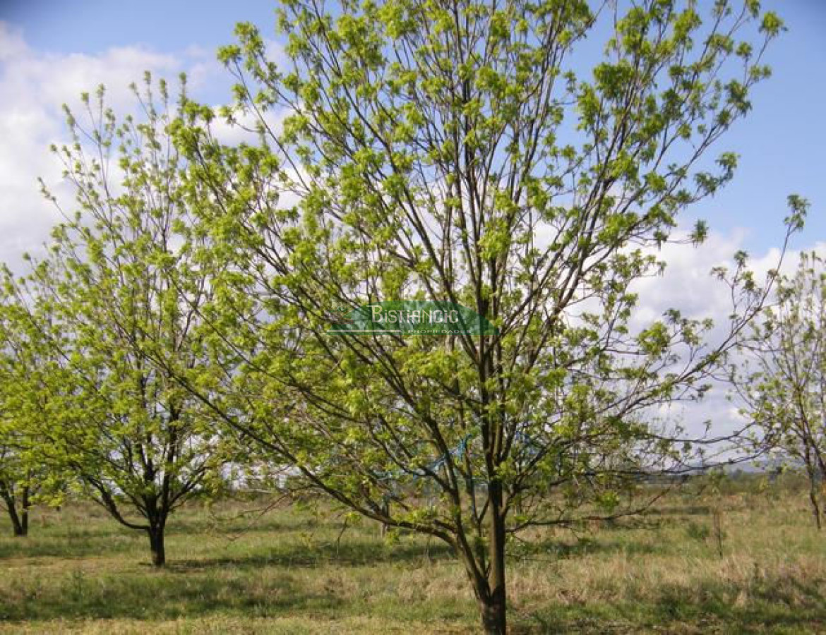 Campo Ref.2828 - Campo en , 