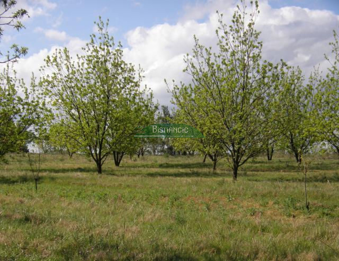 Campo Ref.2828 - Campo en , 