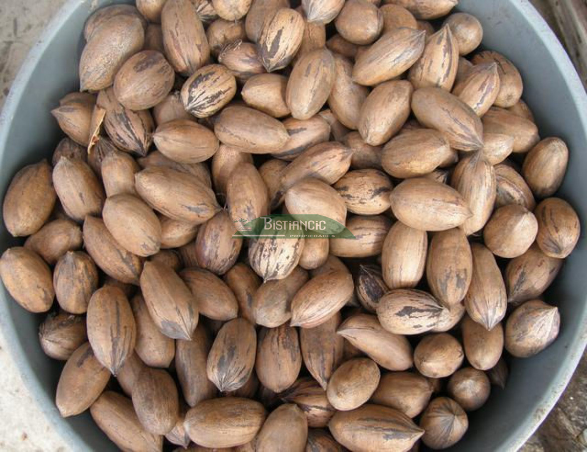 Campo Ref.2828 - Campo en , 