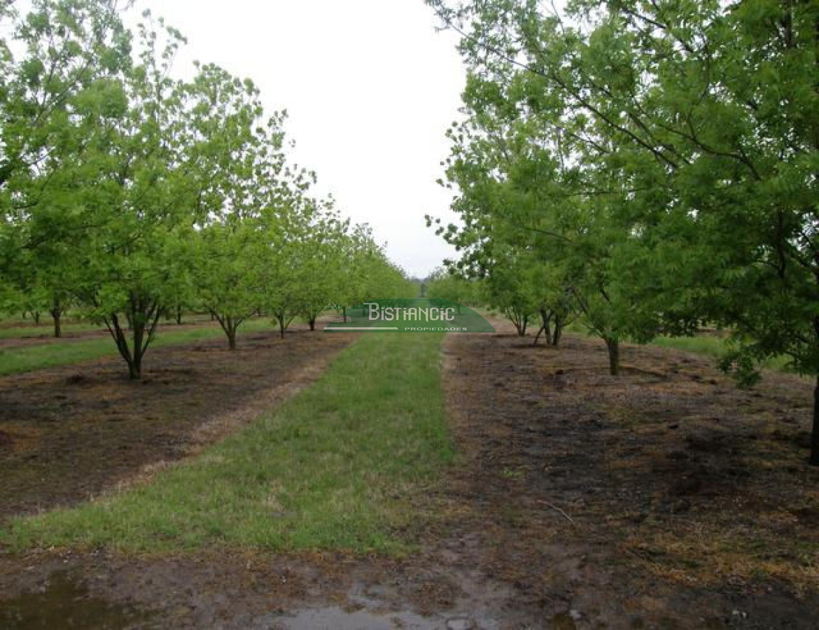 Campo Ref.2828 - Campo en , 