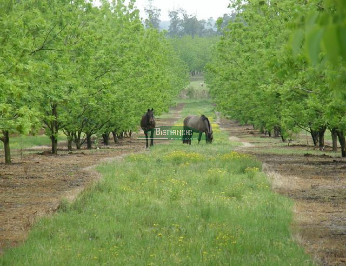 Campo Ref.2828 - Campo en , 