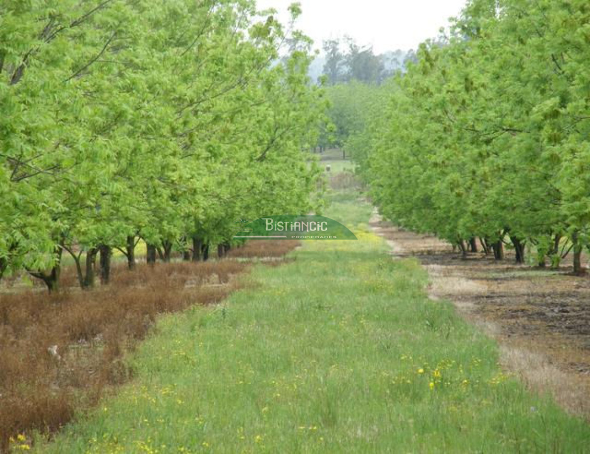 Campo Ref.2828 - Campo en , 