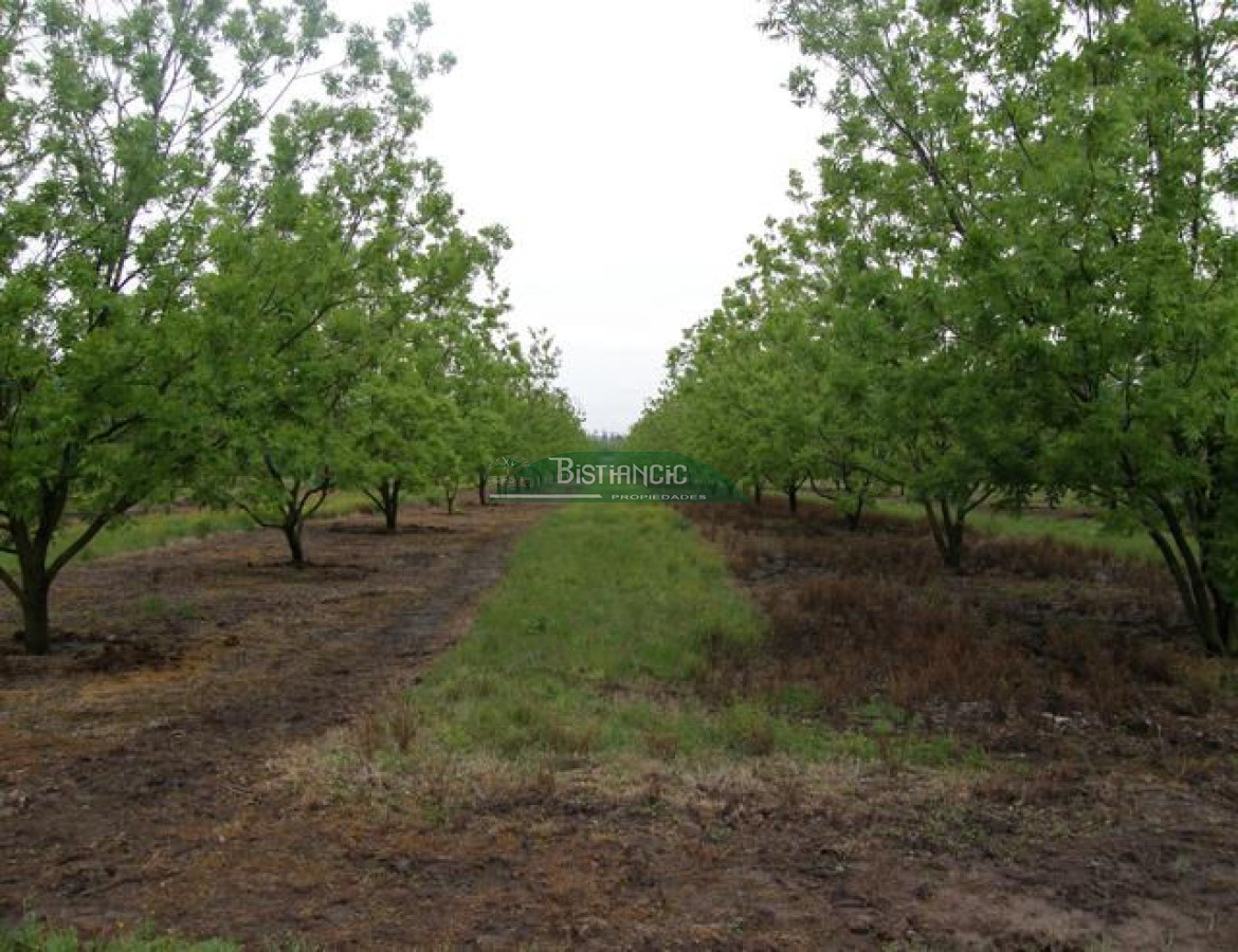Campo Ref.2828 - Campo en , 