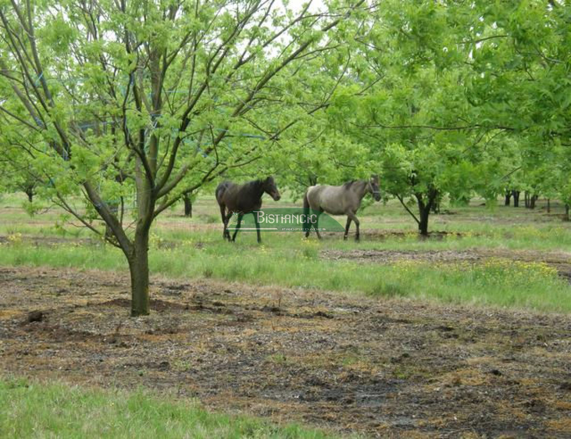 Campo Ref.2828 - Campo en , 